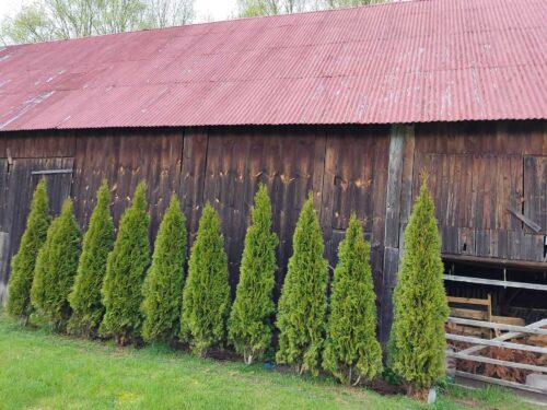Reclaimed pine cladding planks