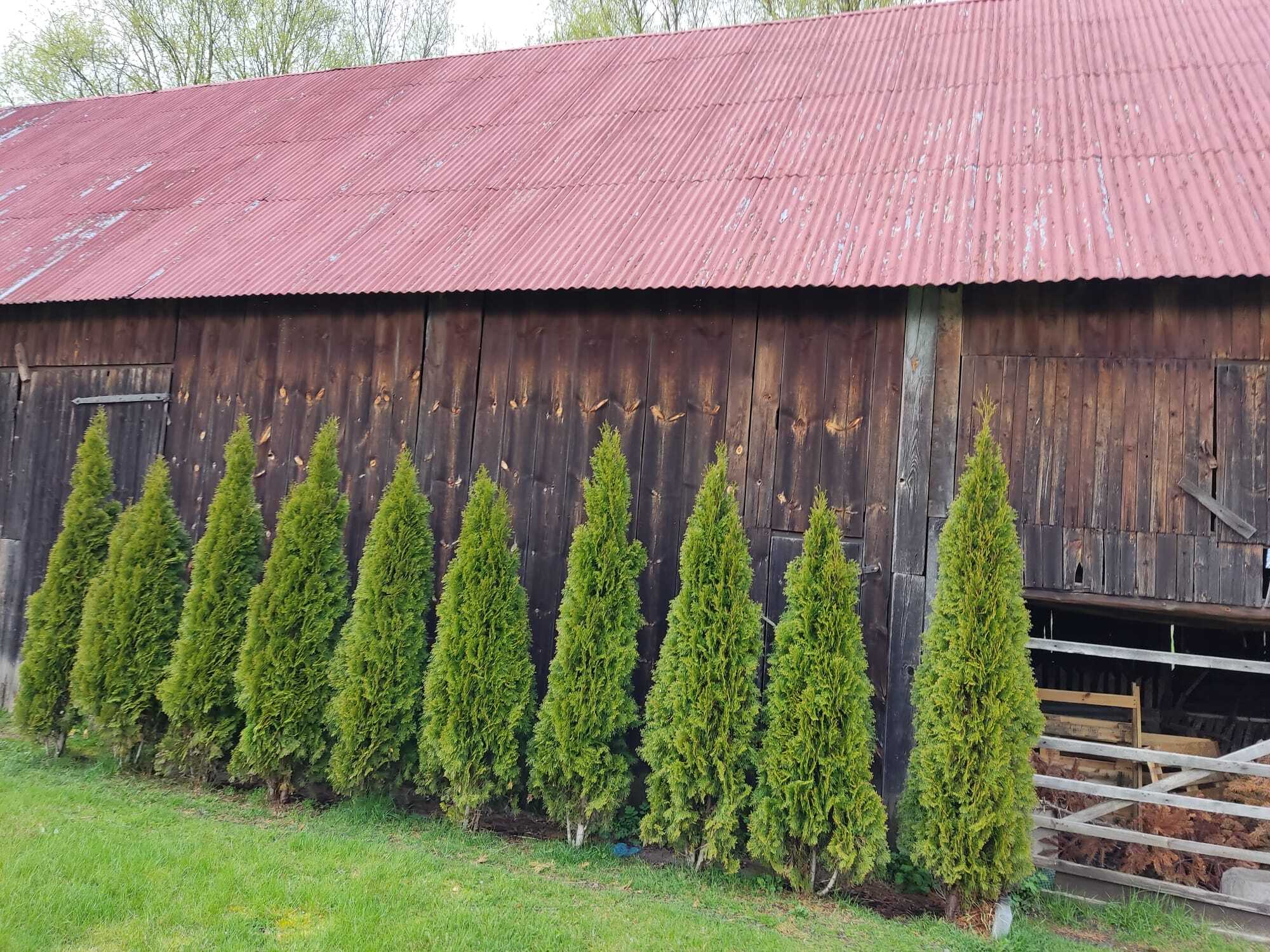 Reclaimed pine cladding planks